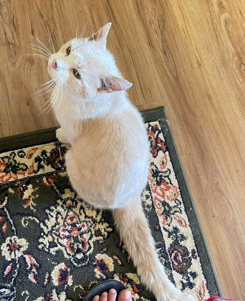 GINGER BEER - Offered by Owner - Senior Male