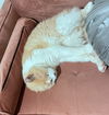 GINGER BEER - Offered by Owner - Senior Male