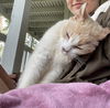 GINGER BEER - Offered by Owner - Senior Male