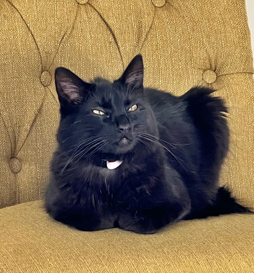 APOLLO - Offered by Owner - Family Cat
