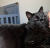 APOLLO - Offered by Owner - Family Cat