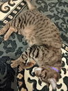 CLARKE - Offered by Owner - Stripes & dots galore