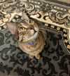 CLARKE - Offered by Owner - Stripes & dots galore