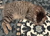 CLARKE - Offered by Owner - Stripes & dots galore