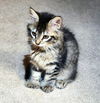 DORA - Polydactyl Kitten