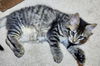 DORA - Polydactyl Kitten