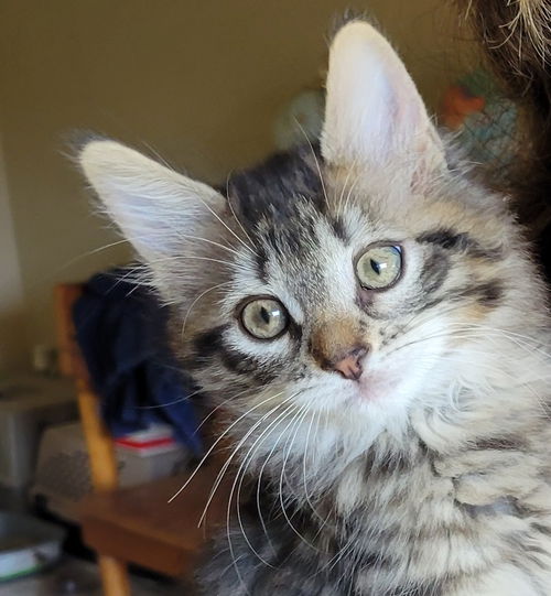 DORA - Polydactyl Kitten