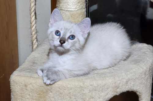 OLAF - Playful and Sweet