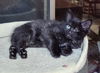 BAGHEERA - One eye doesn't stop her!