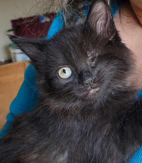 BAGHEERA - One eye doesn't stop her!