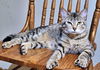 POLLY - Sweet Natured Family Cat