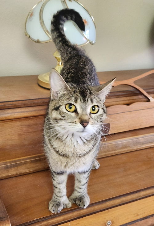 POLLY - Sweet Natured Family Cat