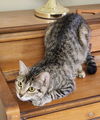 POLLY - Sweet Natured Family Cat