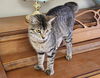 POLLY - Sweet Natured Family Cat