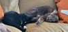 SHERLOCK and LILY -  Offered by Owner
