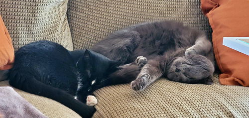 SHERLOCK and LILY -  Offered by Owner
