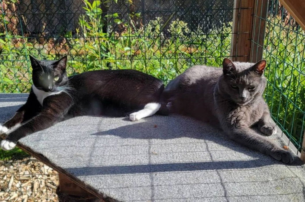 adoptable Cat in Hillsboro, OR named SHERLOCK and LILY -  Offered by Owner