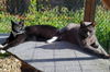 SHERLOCK and LILY -  Offered by Owner