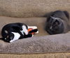 SHERLOCK and LILY -  Offered by Owner