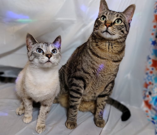 Snickers/Marshmallow-Offered by Owner- Bonded