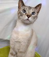 Snickers/Marshmallow-Offered by Owner- Bonded