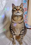Snickers/Marshmallow-Offered by Owner- Bonded