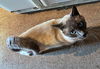 VERN - Offered by Owner - Young adult Siamese