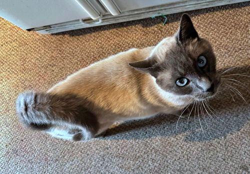 VERN - Offered by Owner - Young adult Siamese