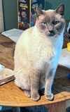 VERN - Offered by Owner - Young adult Siamese