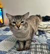 GHOST - Offered by Owner - Young Male