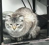 GHOST - Offered by Owner - Young Male