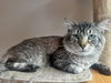 GHOST - Offered by Owner - Young Male