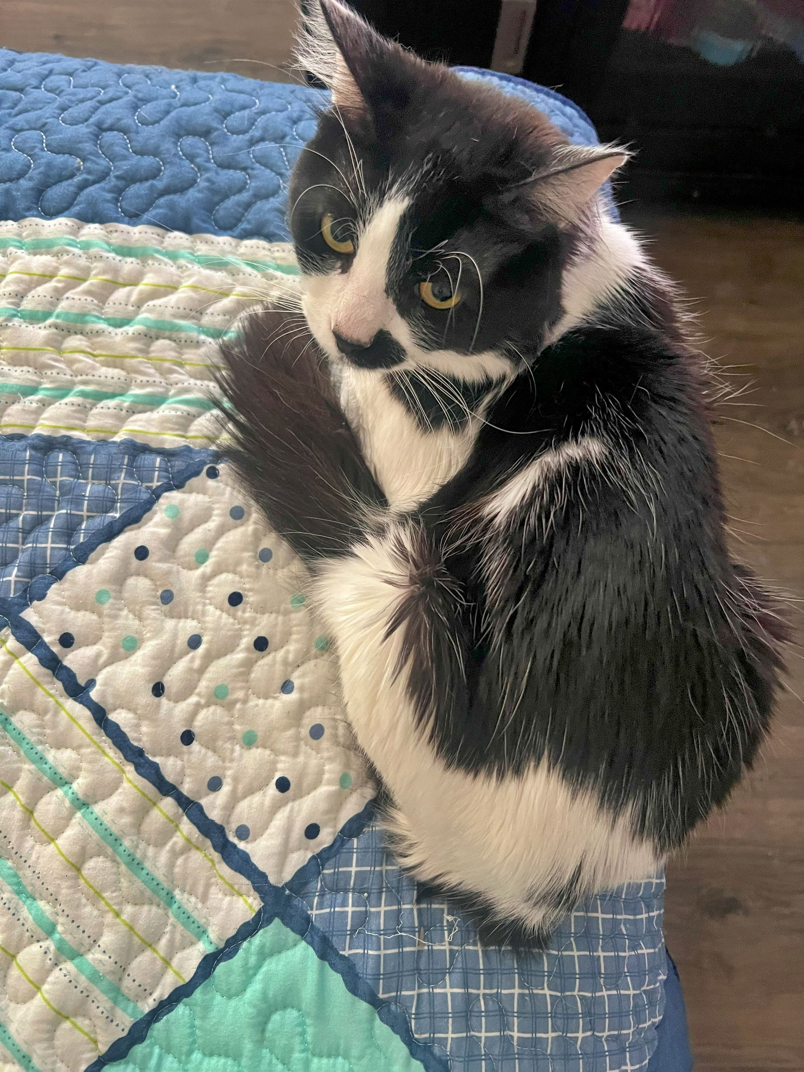 adoptable Cat in Hillsboro, OR named MOO - Offered by Owner -Good w/Cats