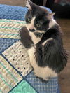 MOO - Offered by Owner -Good w/Cats