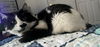 MOO - Offered by Owner -Good w/Cats