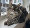 MISTER - Offered by Owner - Fluffy Tabby