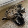 MISTER - Offered by Owner - Fluffy Tabby