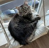 MISTER - Offered by Owner - Fluffy Tabby