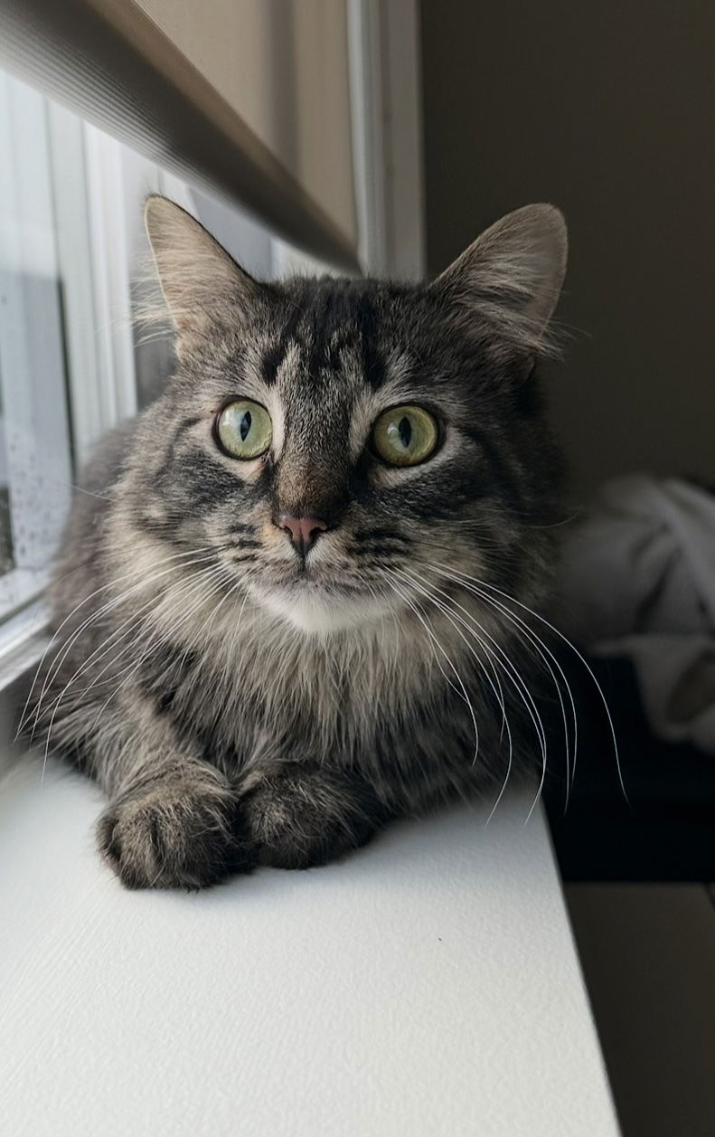 adoptable Cat in Hillsboro, OR named MISTER - Offered by Owner - Fluffy Tabby