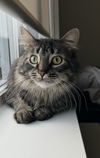 MISTER - Offered by Owner - Fluffy Tabby