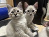 BREAKFAST KITTENS