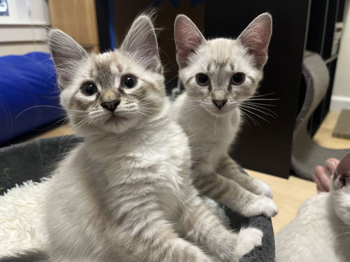 BREAKFAST KITTENS