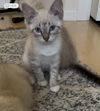 BREAKFAST KITTENS