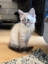BREAKFAST KITTENS