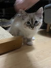 BREAKFAST KITTENS