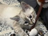 BREAKFAST KITTENS