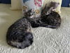 Autumn and Ember - Offered by Owner - Bonded