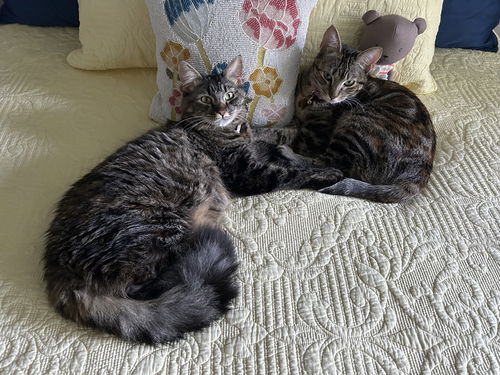 Autumn and Ember - Offered by Owner - Bonded