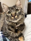 Autumn and Ember - Offered by Owner - Bonded