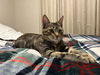 Autumn and Ember - Offered by Owner - Bonded